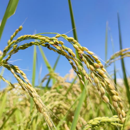 農薬や化学肥料を一切使わない、無農薬で自然な状態で育った「お米」や「野菜」たちは大地の栄養、稲の生命力、生産者の愛がたっぷり詰まっています。